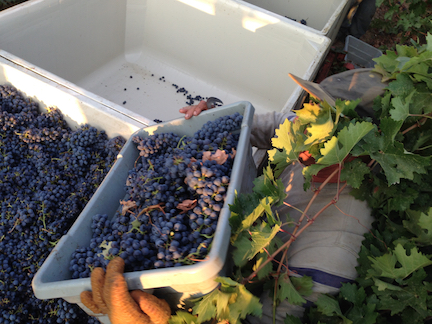 2015 Cabernet harvest