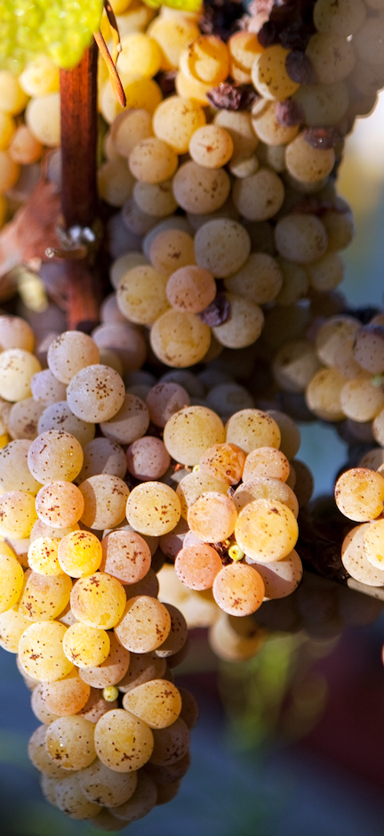 Early morning harvest of the Gewürztraminer