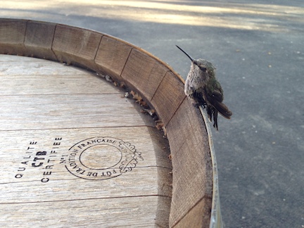 Rescued hummingbird recovers on barrel