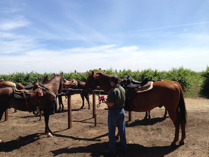 Explore the vineyards on horseback